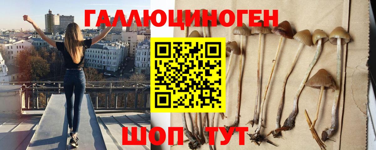 Галлюциногенные грибы Psilocybine cubensis  Вход с VPN  Ревда 